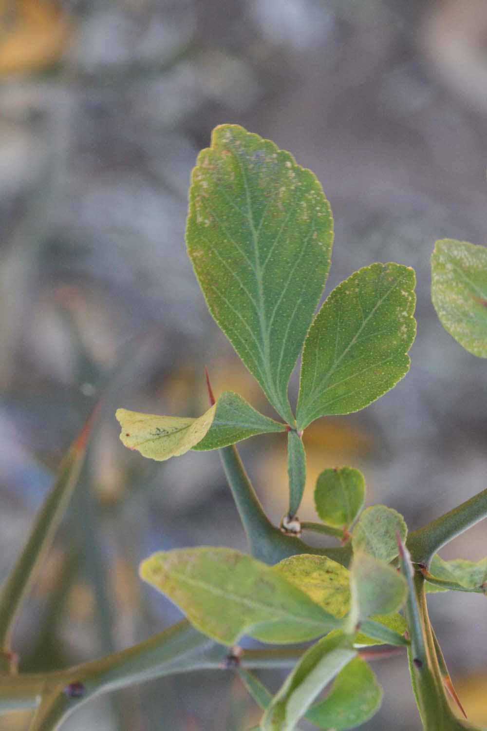           Trifoliolate leaf (Swingle, Riverside, CA)   